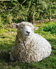 The Lost Gardens of Heligan, Cornwall - Dirty Daz the sheep