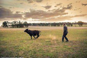 This bull almost ruined newlyweds photo shoot (9 pics), bull photobombs newlyweds photo shoot