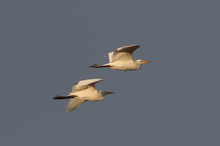 Cattle Egrets