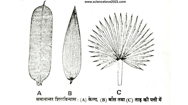 सरल पत्ती की संरचना (Structure of a Simple Leaf) in hindi