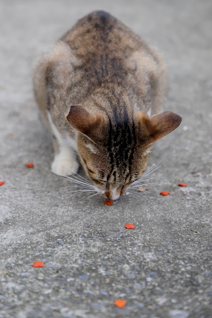 新北景點 猴硐貓村