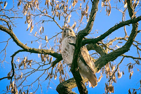 Christo perched in a locust tree.