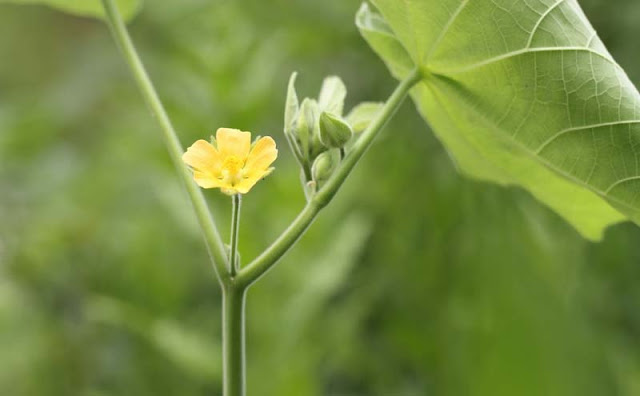 Indian Mallow Flowers