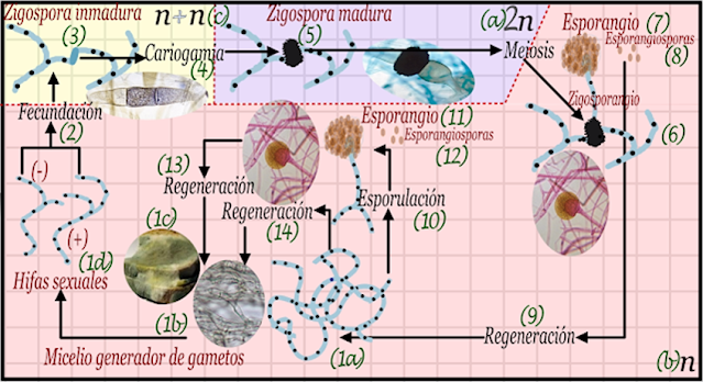 Ciclo de vida de un zigomiceto.