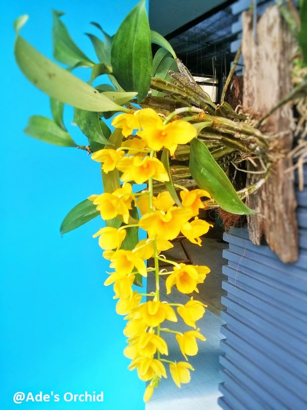 Ade s Orchid Dendrobium griffithianum