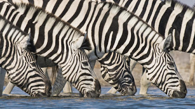 Una cebra, ¿es un animal blang en rayes negres, o negre en rayes blanques?