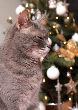 Weihnachten2016_7