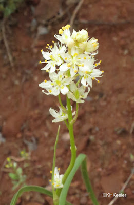 Zigadenus venenosus meadow deathcamas