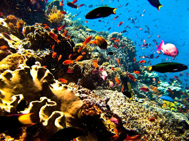 diving-di-bunaken