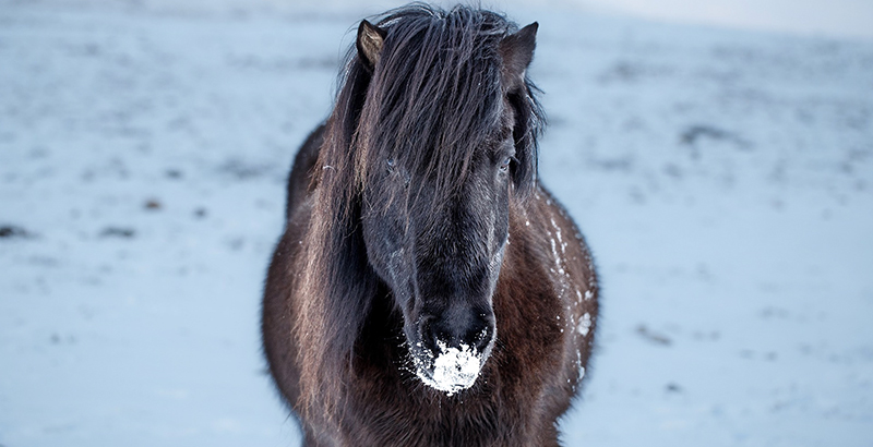  Faut-il tondre son cheval ?