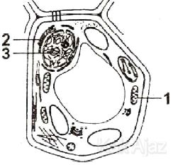 Gambar sel tumbuhan, organel dan fungsinya