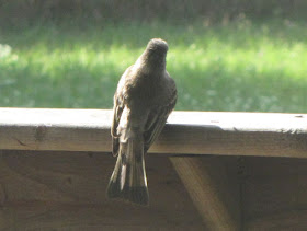 eastern Phoebe