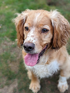 Eko the Golden Cocker Spaniel sitting on grass as the camera looks down on him, showing how the red spots have matured on the top of his muzzle in the white part, the blaze between his eyes has almost disappeared now, but he still has a white marking on the top of his head