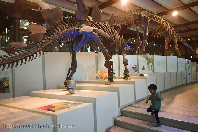 Royal Museum of Natural Sciences Belgium Natural History Dinosaur Museum Brussels