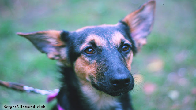 chien berger allemand chiot