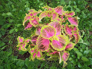 目黒川緑道の花