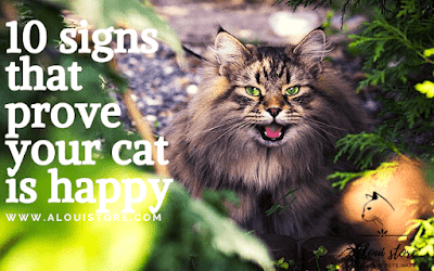 10 signs that prove your cat is happy