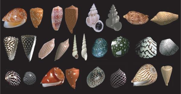 wild shores of singapore: Seashell shapes and patterns: how do