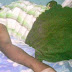 Lebanese couple tortured this Nigerian woman but offers N.4m settlement to endure the pains