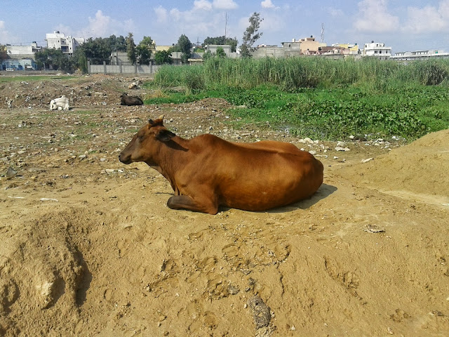 Cow on Road, Cow in Delhi Road