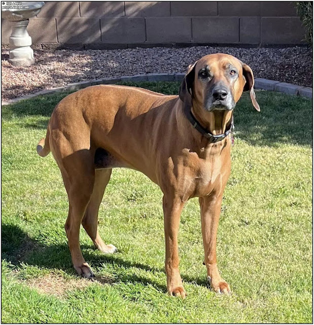 rhodesian ridgeback