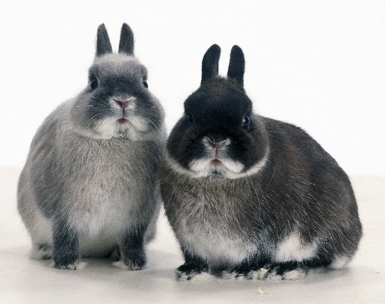 The Netherland Dwarf is a