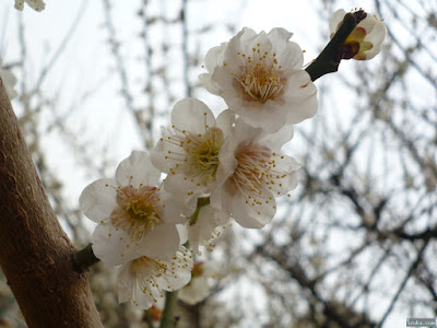 高津公園の梅