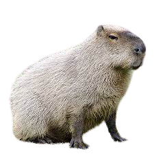capybara png