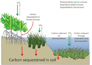 ब्लू कार्बन क्या है ?   |    What is Blue Carbon ?