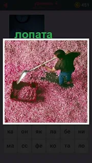 мужчина лопатой собирает в лоток розовые лепестки