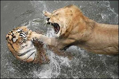 Animals Fighting