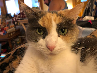 Close up of calico cat