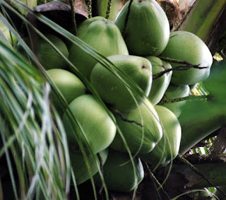 Benarkah Air Kelapa Hijau sangat Bermanfaat?