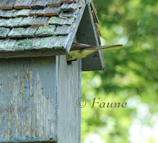 Flycatcher counting eggs