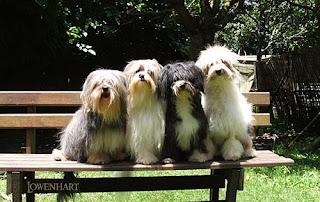 Lowchen Dog group