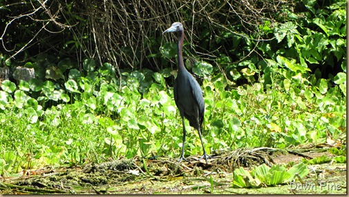 Silver Springs State Park_143