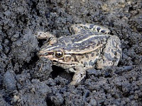 Pelophylax nigromaculatus