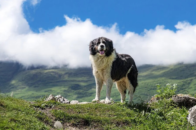 trentino val di non con il cane