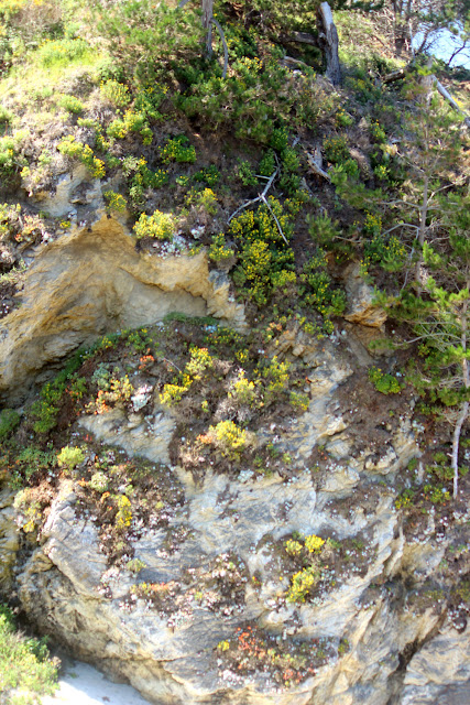 Point Lobos State Reserve, China Cove, Nature Photography