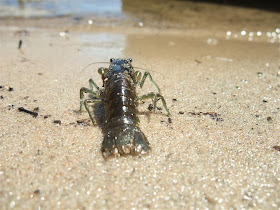 crayfish, crawfish, walking on the beach, back to the water