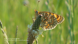 Melitaea phoebe DSC109373