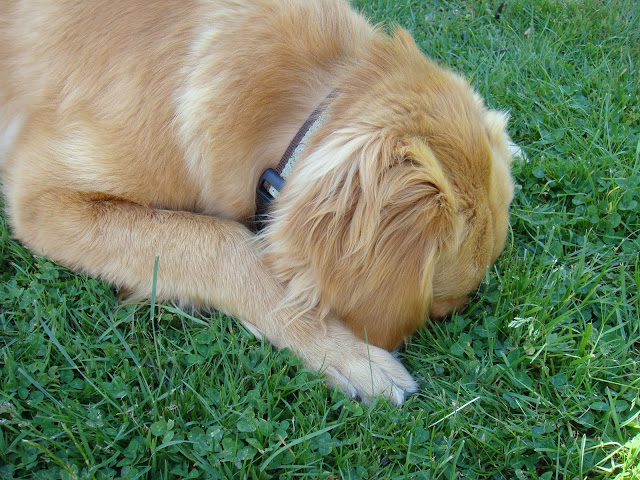 Golden Retriever dog sticks head in hole