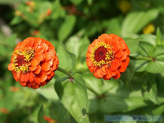 Zinnia sp. - Zinnias divers - Zinnias non identifiés