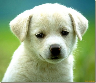 adiestramiento canino-2