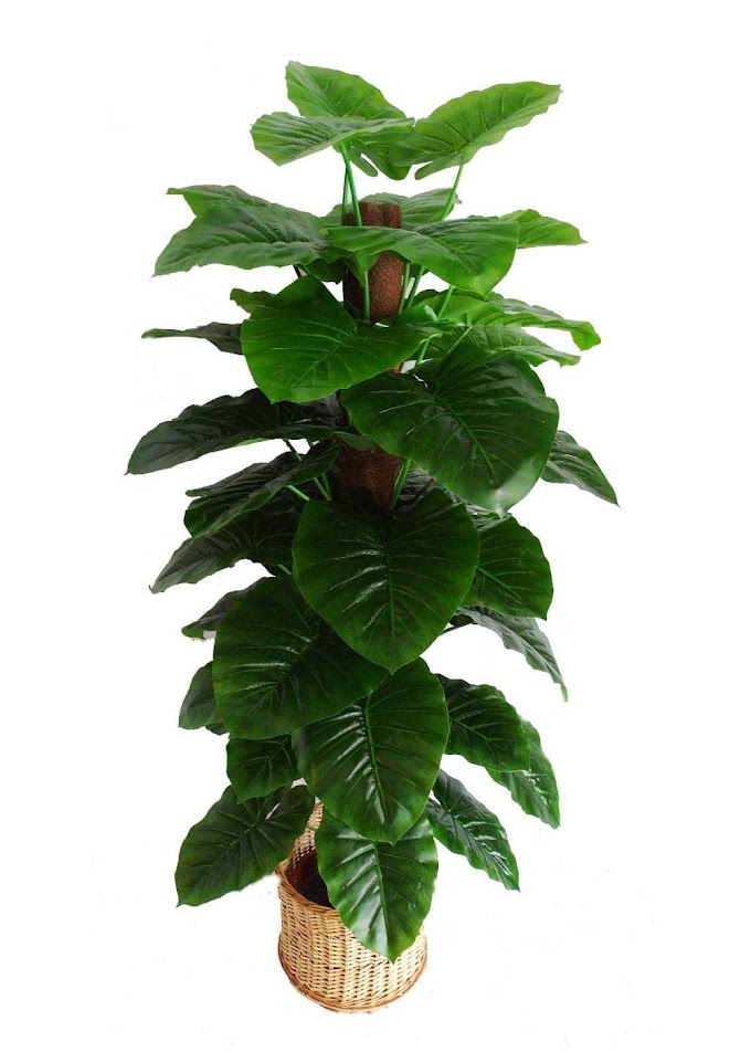 Florakite Plastic Artificial Plant Mostiq Tree with Bendable and Adjustable Branches Without Pot 