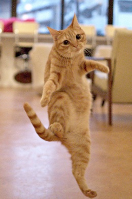 Adorable cute cats' fancy dance