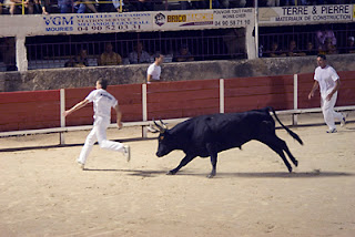 Non lethal bull fighting in Provence 