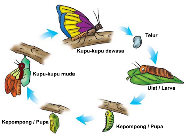 video metamorfosis kupu kupu