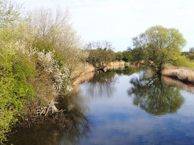 Trees along the riverbank