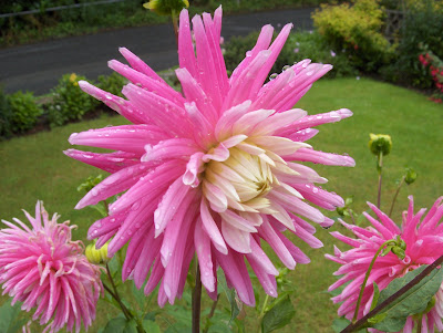 Pink dahlia